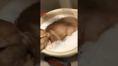 Cute Doggy 🐶 taking bath 😍 | #Shorts #Animals #Dog