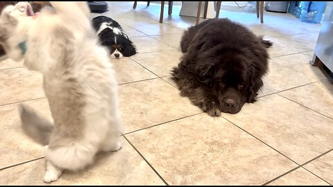 Ragdoll plays with favorite toy in front of unimpressed dog brothers