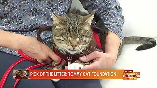 PICK OF THE LITTER: Tommy Cat Foundation