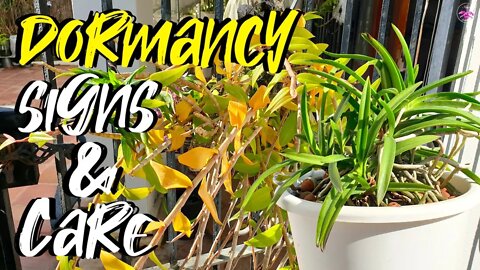 Orchids & Dormancy Signs & Care | Abnormal Behavior in orchids going dormant #ninjaorchids 🤫😴