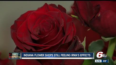 Indiana flower shops still feeling Hurricane Irma's effects