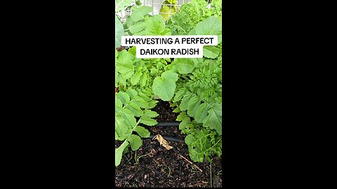 harvesting the perfect daikon