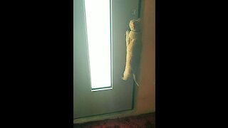 Clever Kitty Learns How To Open Doors