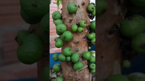 JABOTICABA NO VASO