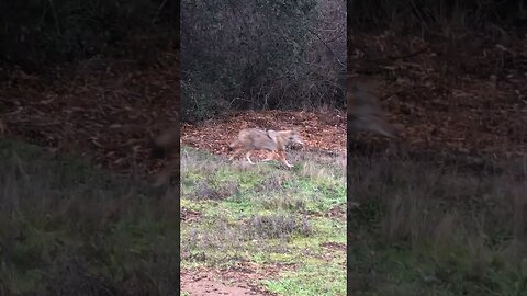 The Good Old Boy Says Hello To A Injured Wild Coyote