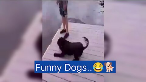 Cute And Funny Dogs 😂😂 Funny Video 2021