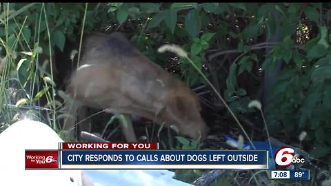 Animal Control Officers let dog owners know about heat ordinance for pets