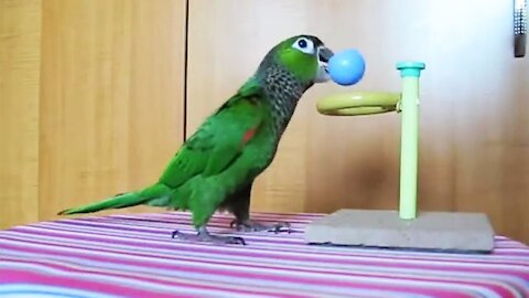 Amazing Smart And Funny Parrot Talking
