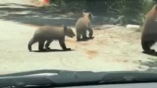 Mama Bear And Cubs Stroll Through Residential Neighborhood