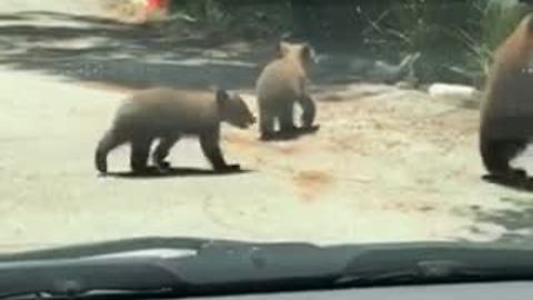 Mama Bear And Cubs Stroll Through Residential Neighborhood