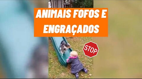 VIDEOS ENGRAÇADOS DE CACHORROS E GATOS #Shorts