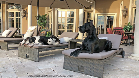 Laid back doggies chill out on patio furniture