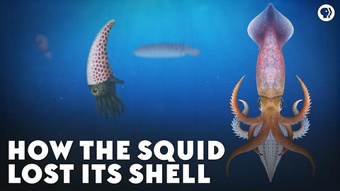 How the Squid Lost Its Shell