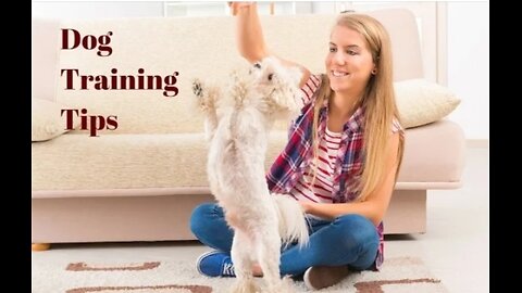 Dog training tips 9 top tips on hoe to train your dog