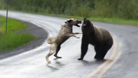 Bear Attacks Man and Kangal Defends Owner