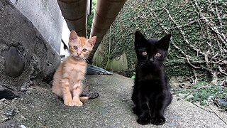 kittens are happy with mom