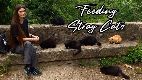 Feeding Stray Cats - Meaty Meals for Feral Felines