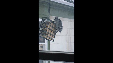 Slow motion woodpecker