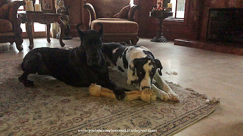 Great Dane Steals Huge Dog Bone With An Epic Swipe