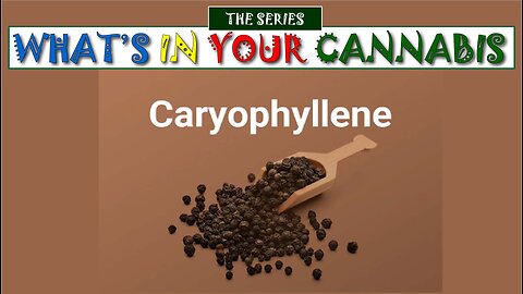 What’s in Your Cannabis : Caryophyllene