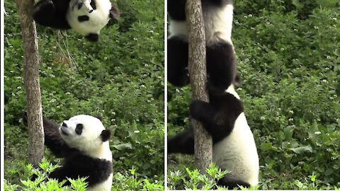 Lovely PANDA'S play ground!! Adorable 😍