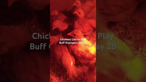 Chickens Play Keep Away #funnyvideo #backyardchickens #backyardfarming