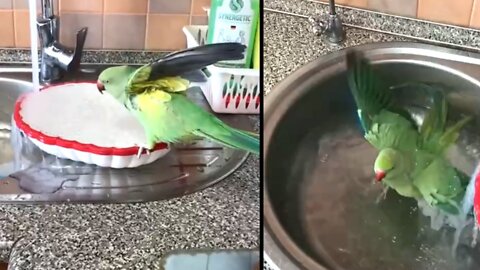 Parrot Drinking water with Want a Bath in Besin