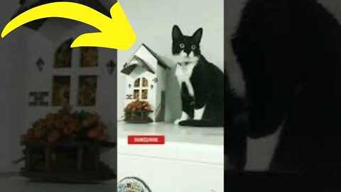 Gato Bartolomeu Tunico em cima da geladeira 😺😺