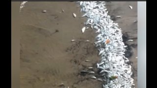 Scientists fear fish kill in Indian River Lagoon is result of red tide