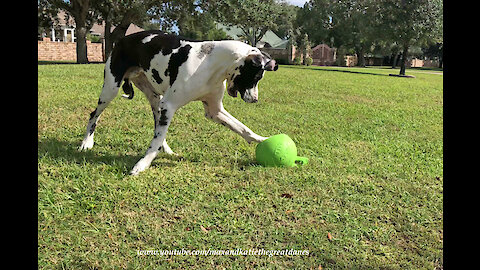 Great Dane Has Fun Chasing His Jolly Ball Horse Toy