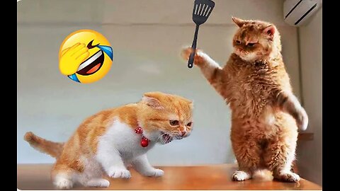 Funniest Animals 2023 😂 New Funny Cats and Dogs Videos 😻🐶 Part 1