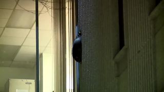 Raccoon Stuck for Days in Metro Detroit Building Rescued