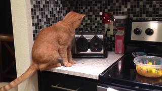 "Cat Vs Toaster"