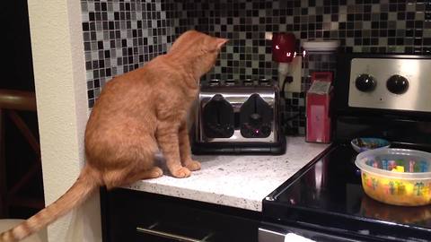 "Cat Vs Toaster"