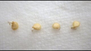 Germinating Seeds in Paper Towel