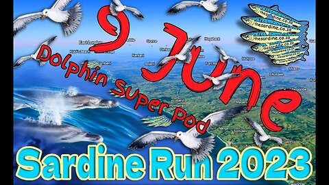 9 June 2023 Sardine Report dolphin super pod plus BIG fish off Durban!