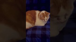 Cat Purring - Garf