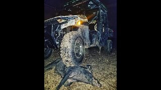 POLARIS RANGER VS BOAR