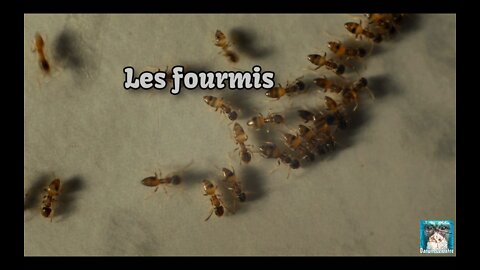 Les Fourmis 🐜🐜🐜