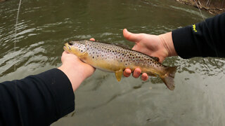 Slamming some fatty Brown Trout out of Penns Creek