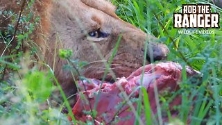 Big Lion Feeds As The Pride Sleeps | Lalashe Maasai Mara Safari