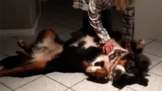 Bernese Mountain Dog ecstatic upon grandma's visit