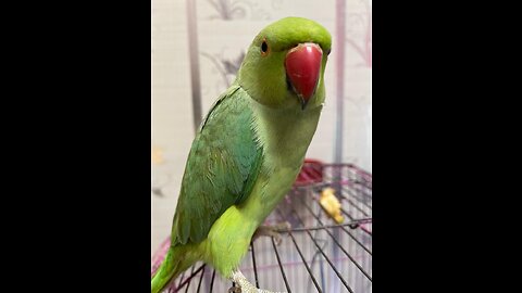 Ringneck parrot talking sweet voice
