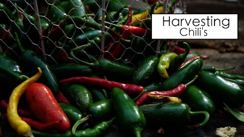 The Best Chillies To Grow & Harvest