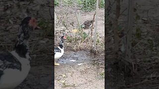 One of the wild Ducks eating some grain