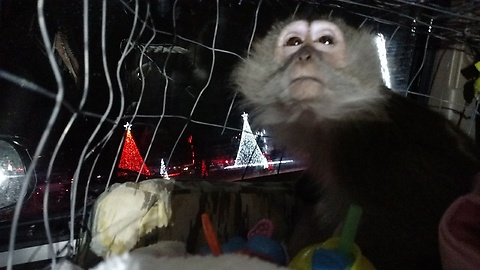 Monkey enjoys drive through Christmas Lights