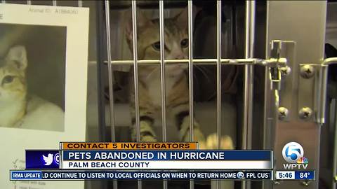 Dogs left tied up during Irma