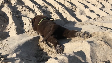 Chocolate Labrador Pup Goes Belly Hill Sliding At The Beach