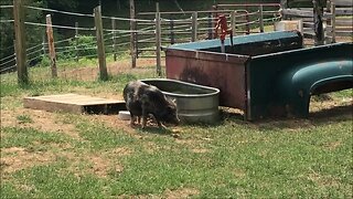 Poolside Pig