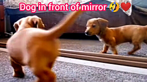 Dog in front of mirror funny scene 🤣🔥| ua58sb #shorts #animals #dog #funnyanimals